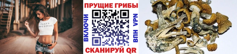 kraken ссылки Нурлат Псилоцибиновые грибы Cubensis купить закладку